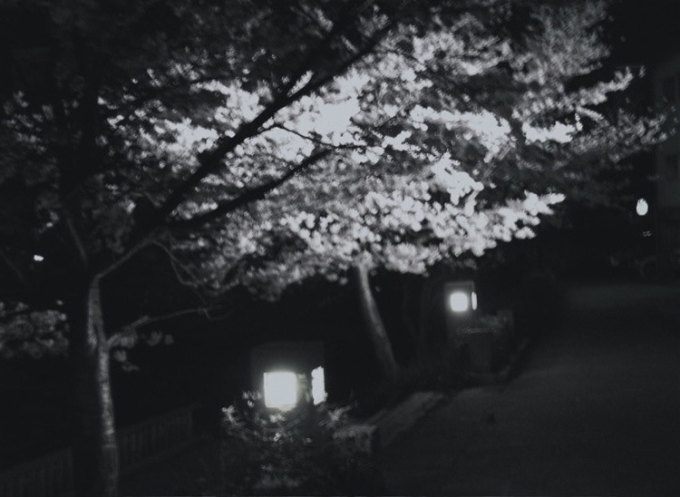 Night time sakura picture.