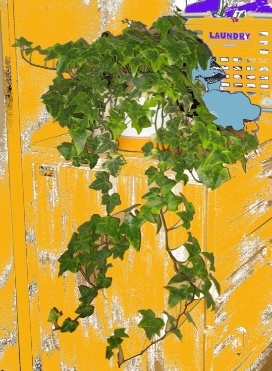 A picture of a plant with orange coloring of its surroundings.