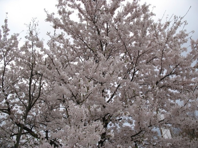 A sakura tree in bloom.