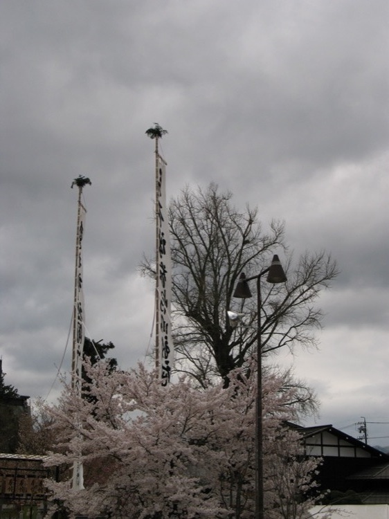 Another sakura tree in bloom.