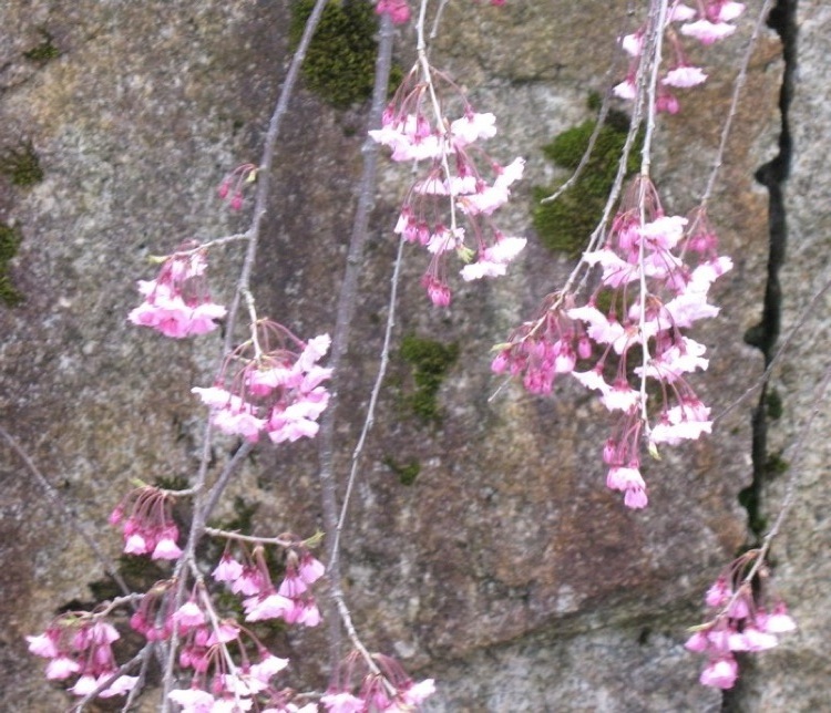 Some flowers on a stone wall.