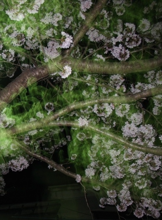 Night time sakura picture, number two.