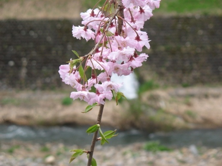 A flower in focus, along with unfocused river behind it.