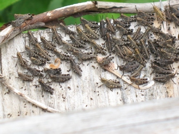 A picture of baby crickets in Yamanomura.