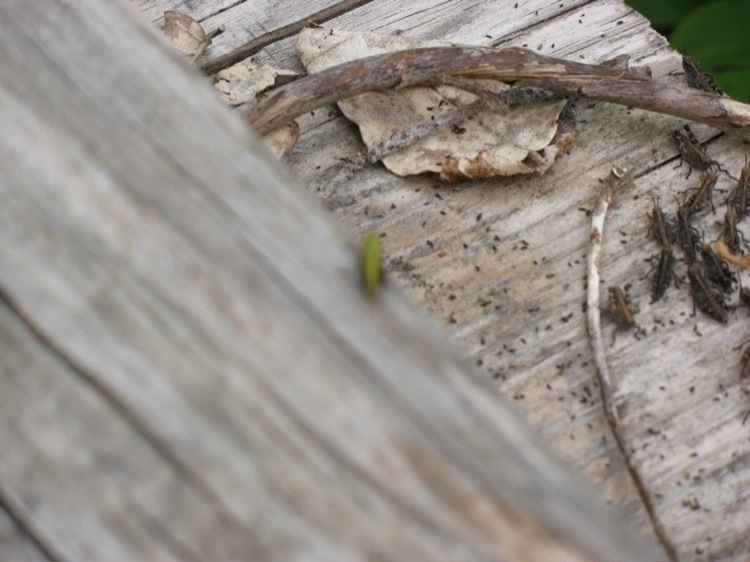 A picture of baby grasshoppers.