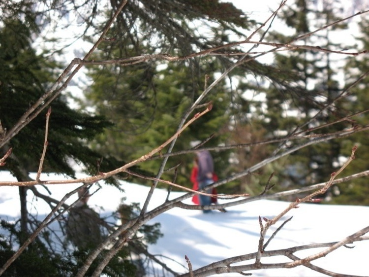 A picture of two friends, through branches.