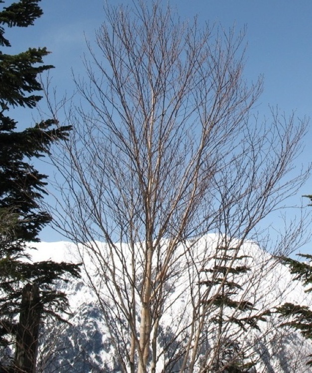 A tree on the mountain.