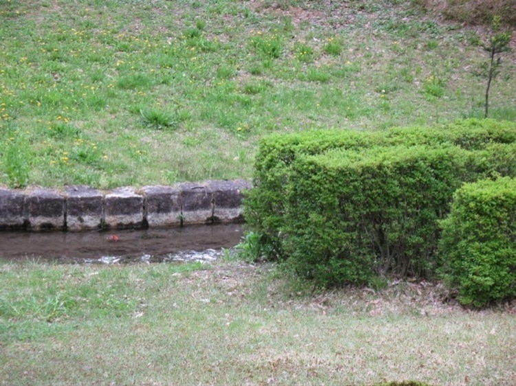 A creek from a nearby park lined with stones, and a bush beside it.