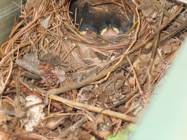 Several baby birds in a nest.