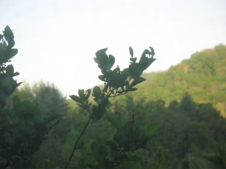 A flower caught in a hazy light.